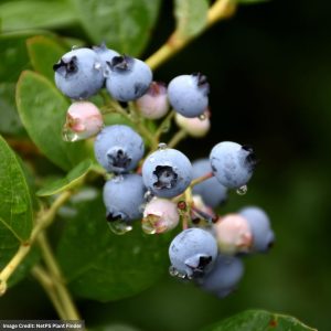 Blueberry – Jersey Highbush – #1 Container