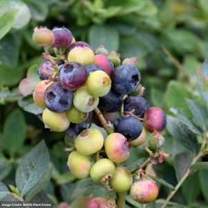 Blueberry (Bushel and Berry®) – Pink Icing® – #2 Container