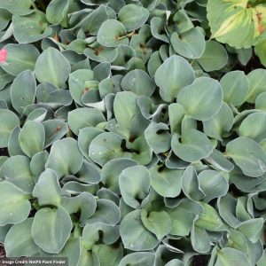 Hosta – Blue Mouse Ears – 1 Qt Container