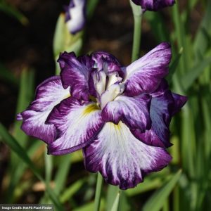 Iris (Ensata Lion King) – Lion King Japanese Flag – #1 Container