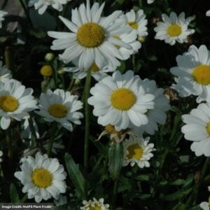 Shasta Daisy (Leucanthemum Vulgare) – May Queen – #1 Container