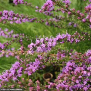 Blazing Star (Liatris Microcephala) – Small Head – #1 Container