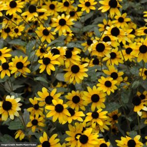 Black Eyed Susan (Rudbeckia Triloba) – 3.25″ Container