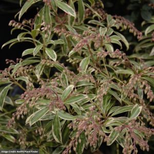 Andromeda – Japanese Flaming Silver – #3 Container