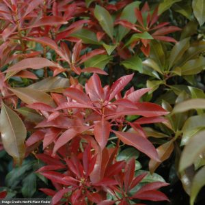 Andromeda – Japanese Mountain Fire – #10 Container