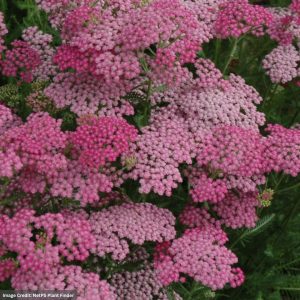 Yarrow (Achillea) – Pink Grapefruit – #1 Container