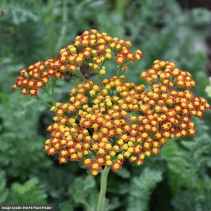 Yarrow (Achillea) – Millefolium Sassy Summer Sunset – #1 Container