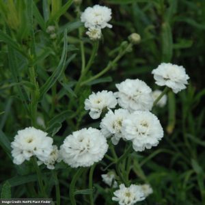 Noblessa Achillea – #2 Container