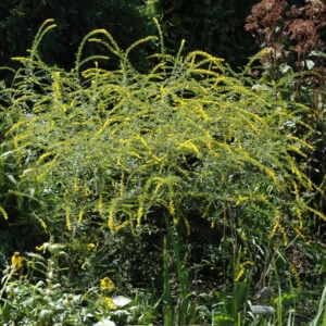 Solidago Rugosa – Fireworks – #2 Container