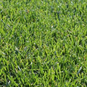 Sod – Black Beauty Tall Fescue – 500 SQFT – DIRECT SHIP