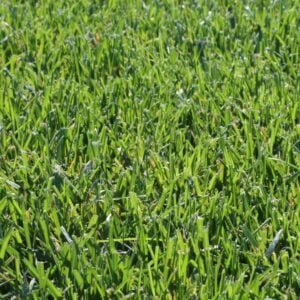 Sod – Black Beauty Tall Fescue – 600 SQFT – DIRECT SHIP