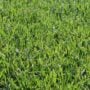 Sod – Black Beauty Tall Fescue – 600 SQFT – DIRECT SHIP