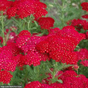 Yarrow (Achillea) – Pomegranate – #1 Container