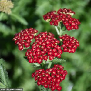 Yarrow (Achillea) – Sassy Summer Sangria – #1 Container