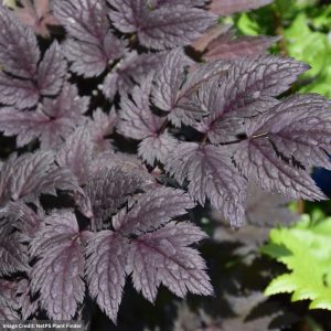 Actaea - Pink Spike - #1 Container