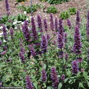Hyssop (Agastache) – Blue Boa® – #1 Container
