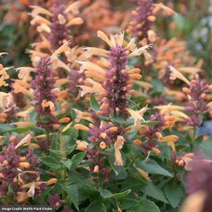 Hyssop (Agastache) – Peachie Keen – #1 Container