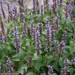 Hyssop (Agastache) – Little Adder – #1 Container