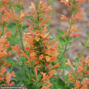 Hyssop (Agastache) - Poquito™ Orange - #1 Container