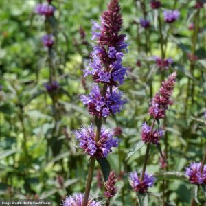 Hyssop (Agastache) - Purple Haze - #1 Container