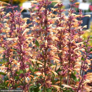 Hyssop (Agastache) - Meant To Bee™ Queen Nectarine - #1 Container