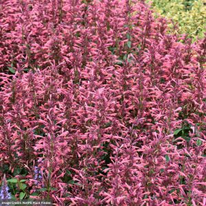 Hyssop (Agastache) - Summerlong™ Coral - #1 Container
