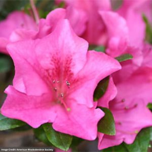 Azalea – Kaempo – 18-21″ – #3 Container