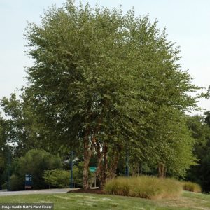Birch – Heritage River Clump – #7 Container