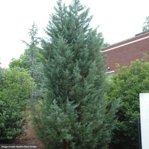Cedar – Eastern Red Burk’s – #5 Container