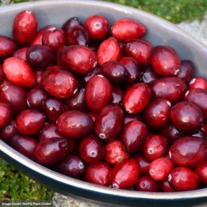Cranberry Bush – American – #1 Container