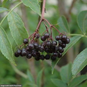 Elderberry – Adams – #3 Container