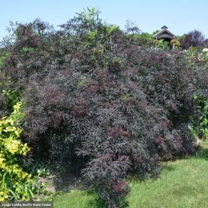 Elderberry – Black Lace – #3 Container