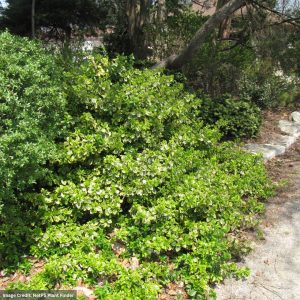 Wintercreeper (Euonymus) – Emerald N Gold – #3 Container