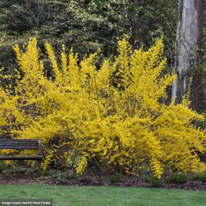 Forsythia – Lynwood Gold – #3 Container
