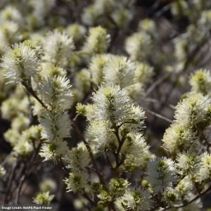 Fothergilla – Blue Shadow – #3 Container