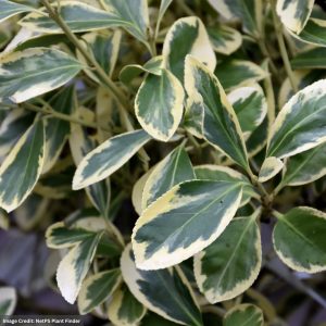 Euonymus – Silver Queen – #3 Container