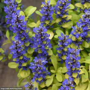 Bugleweed (Ajuga) - Feathered Friends™ Cordial Canary - #1 Container