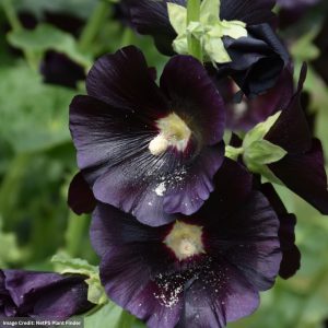 Hollyhock (Alcea) - Blacknight - #1 Container