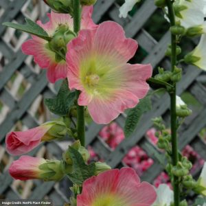 Hollyhock (Alcea) - Las Vegas - #1 Container
