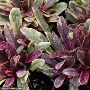 Bugleweed (Ajuga) - Princess Nadia - 1 Qt Container