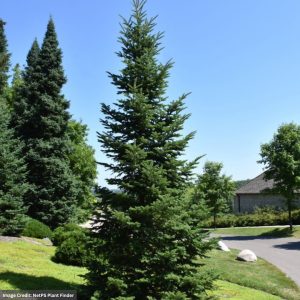 Abies balsamea (Balsam Fir) – #3 Container