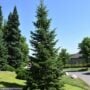 Balsam Fir – #3 Container