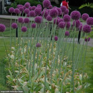 Allium (Ornamental Onion) – Gladiator – #2 Container