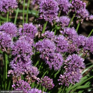 Allium (Ornamental Onion) - Windy City - #1 Container
