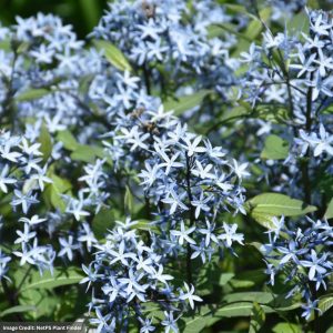 Bluestar (Amsonia) - Storm Cloud - #2 Container