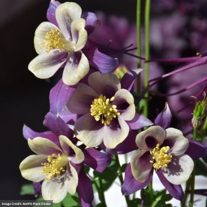 Columbine (Aquilegia) - Earlybird™ Purple and Yellow - #1 Container