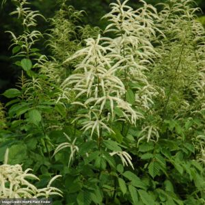 Goatsbeard (Aruncus) - Dioicus - #1 Container