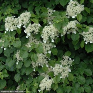 Hydrangea – Climbing Trellis – #5 Container