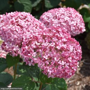 Hydrangea Arborescens – Invincibelle® Spirit II – #3 Container