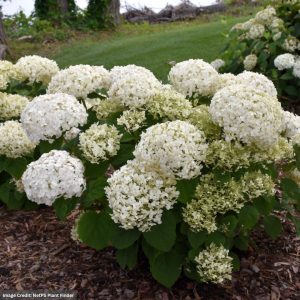 Hydrangea Arborescens - Invincibelle® Wee White - #2 Container